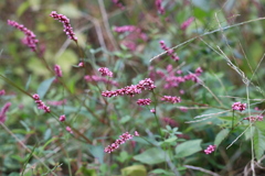 イヌタデ（犬蓼）No.135