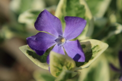 庭に咲く花　蔓日々草
