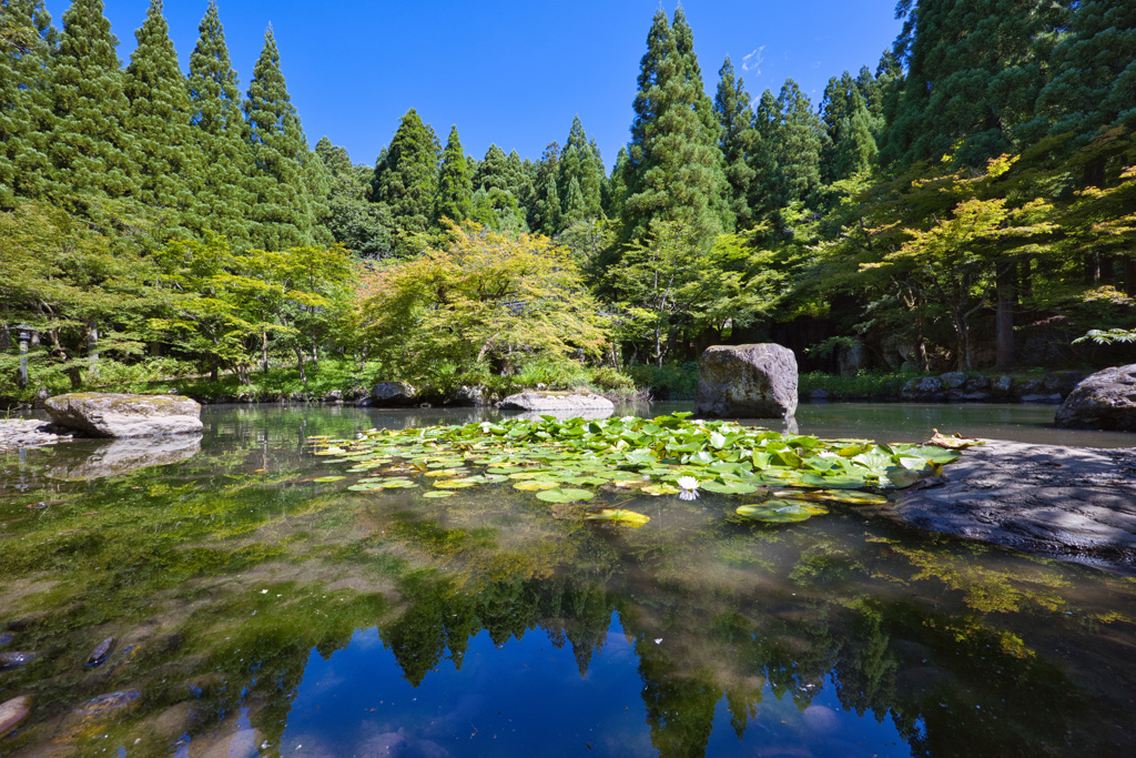 庭園の池