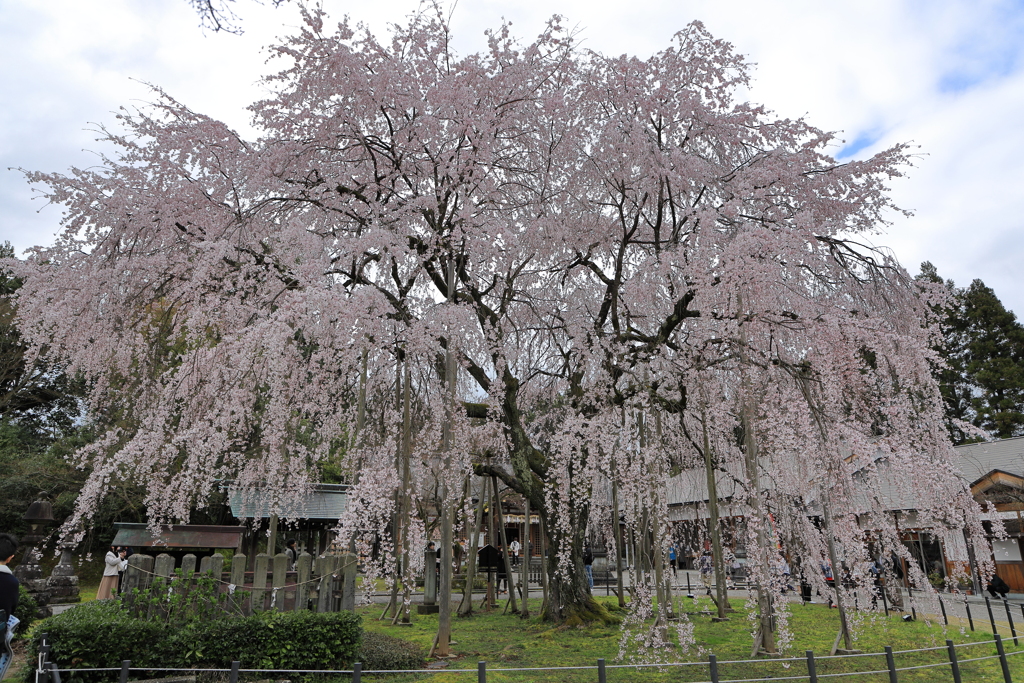 足羽神社の枝垂れ桜３