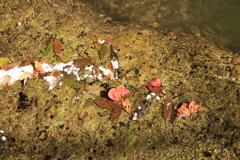 花筏