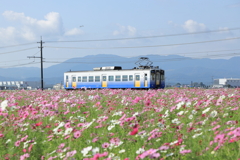 秋桜と