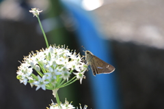 イチモンジセセリとニラの花