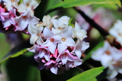 沈丁花