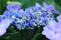 庭に咲く花　番外　手毬