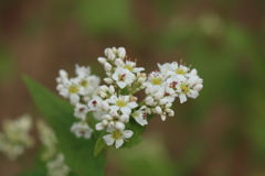 ソバの花