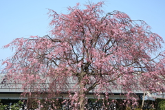愛宕坂民家の枝垂れ桜