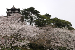 古城と桜