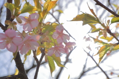 文殊山の花々　河津桜