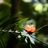 牧野植物園の花１５