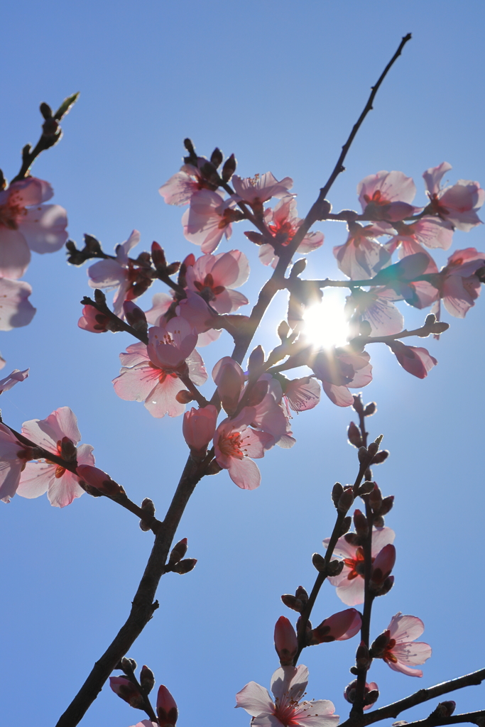 アーモンドの花２