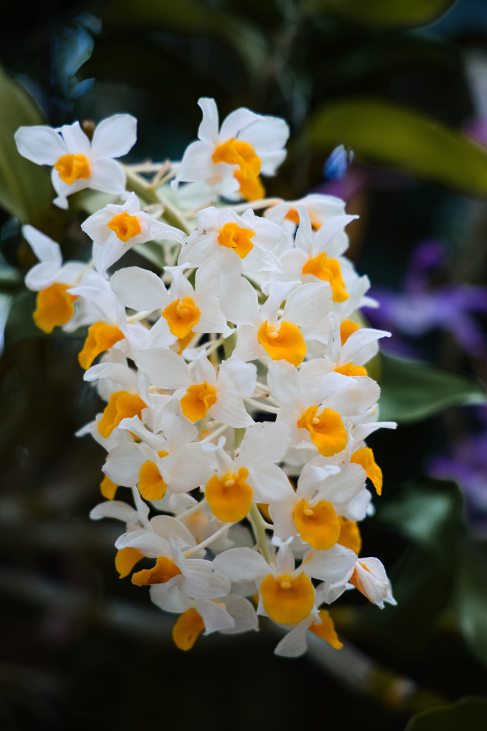 牧野植物園の花１３