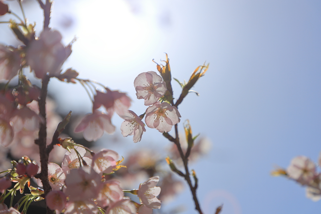 河津桜