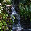 牧野植物園の小滝
