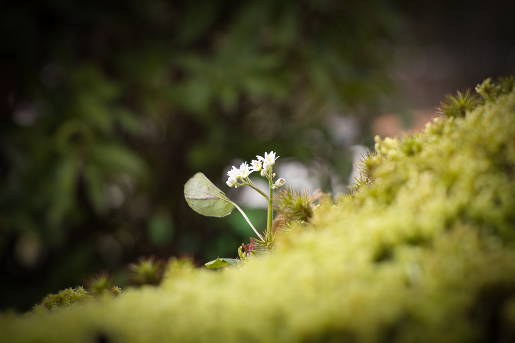 苔と生きる