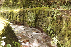 苔生す水路