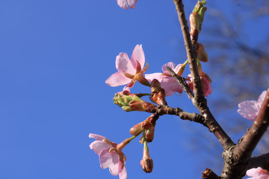 文殊山の河津桜