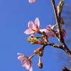 文殊山の河津桜