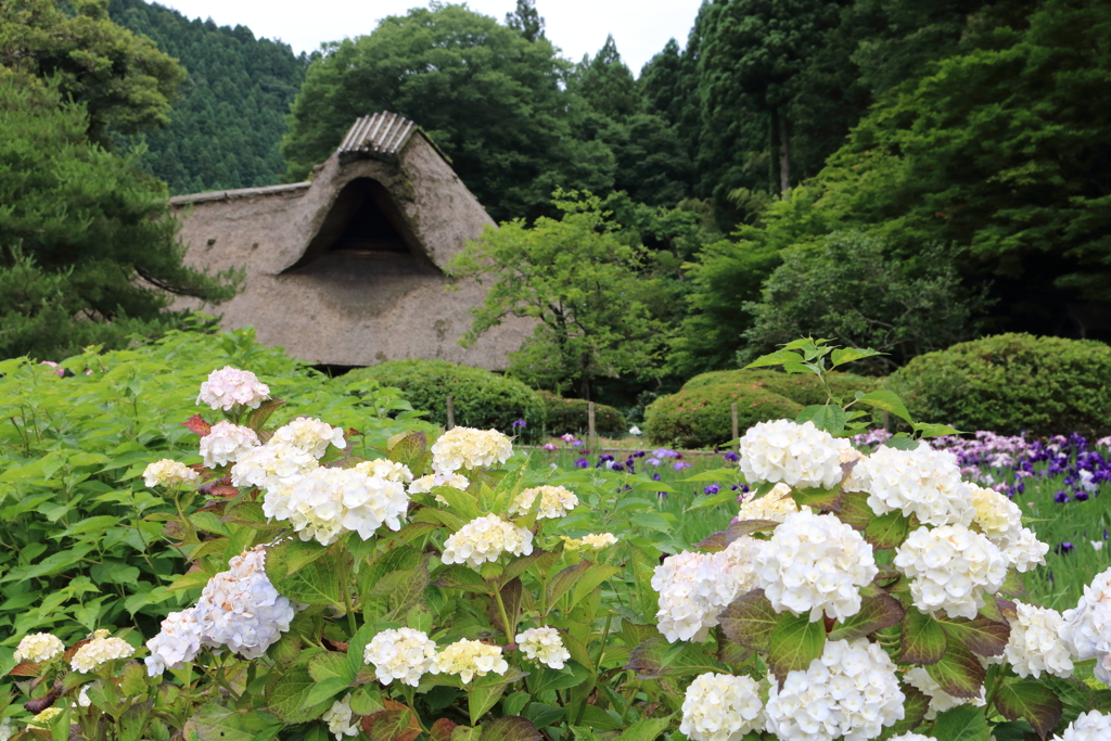 白紫陽花