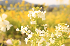 白い菜の花？