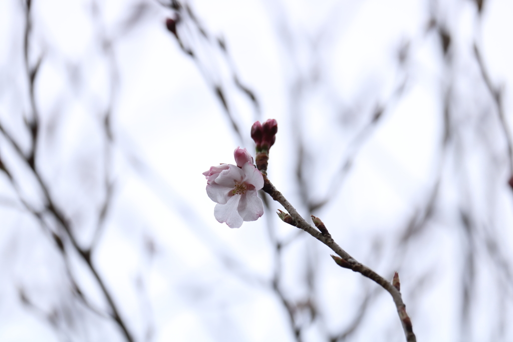 一輪開花