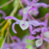 牧野植物園の花１４