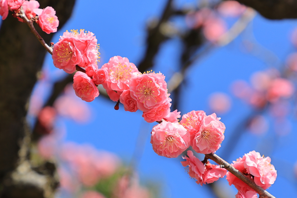 八重に咲く