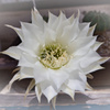 タンゲマルの花