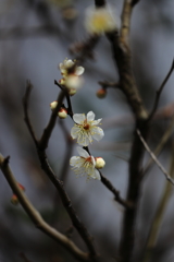 白梅２