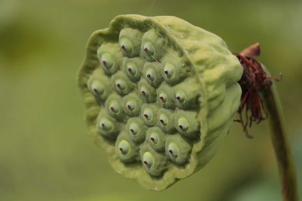 シャワーはいかが