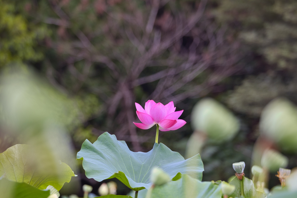 花はす公園２