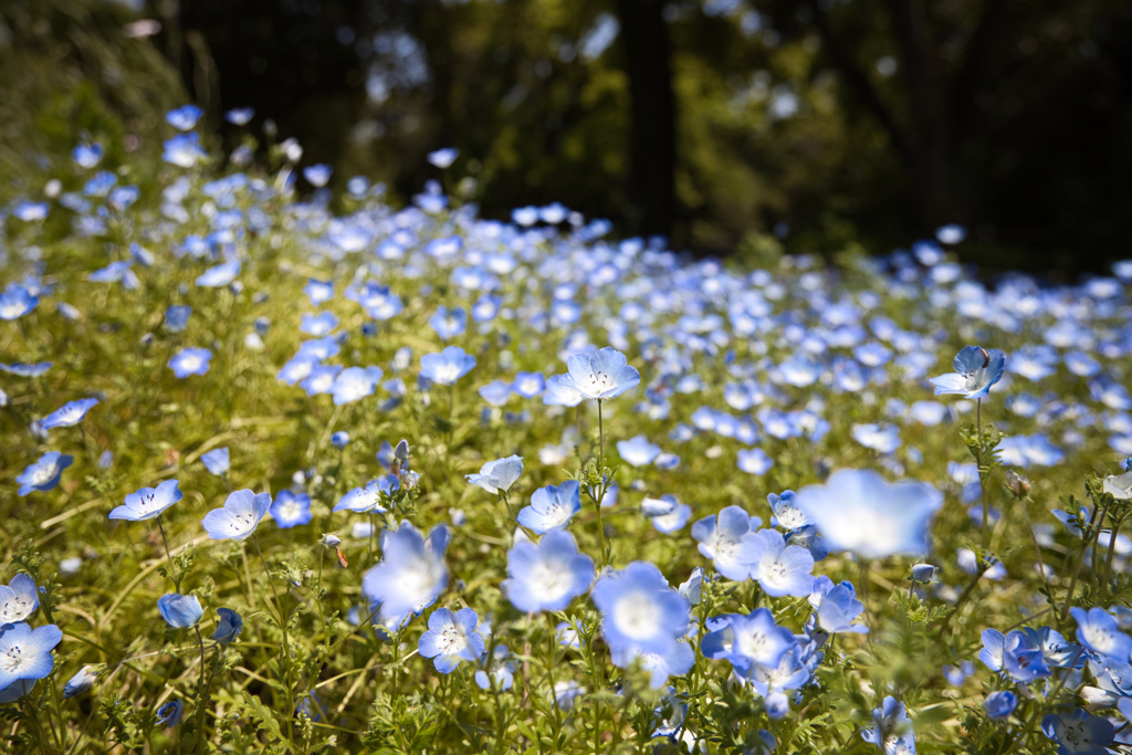 牧野植物園の花６
