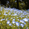 牧野植物園の花６