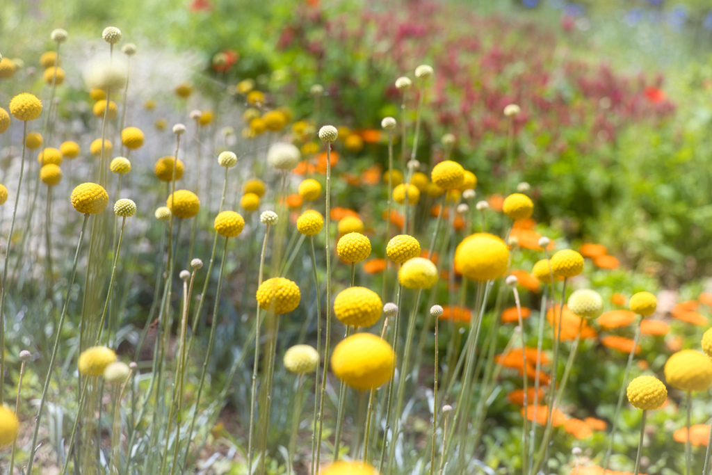 牧野植物園の花４