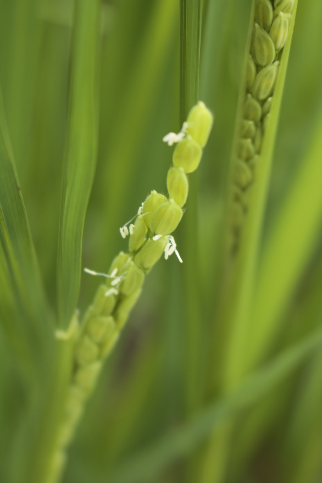 コシヒカリの花