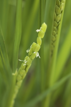 コシヒカリの花