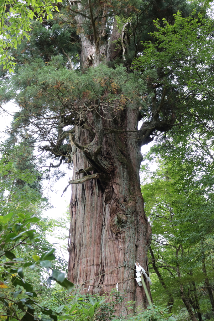 稲荷の大杉 引きで