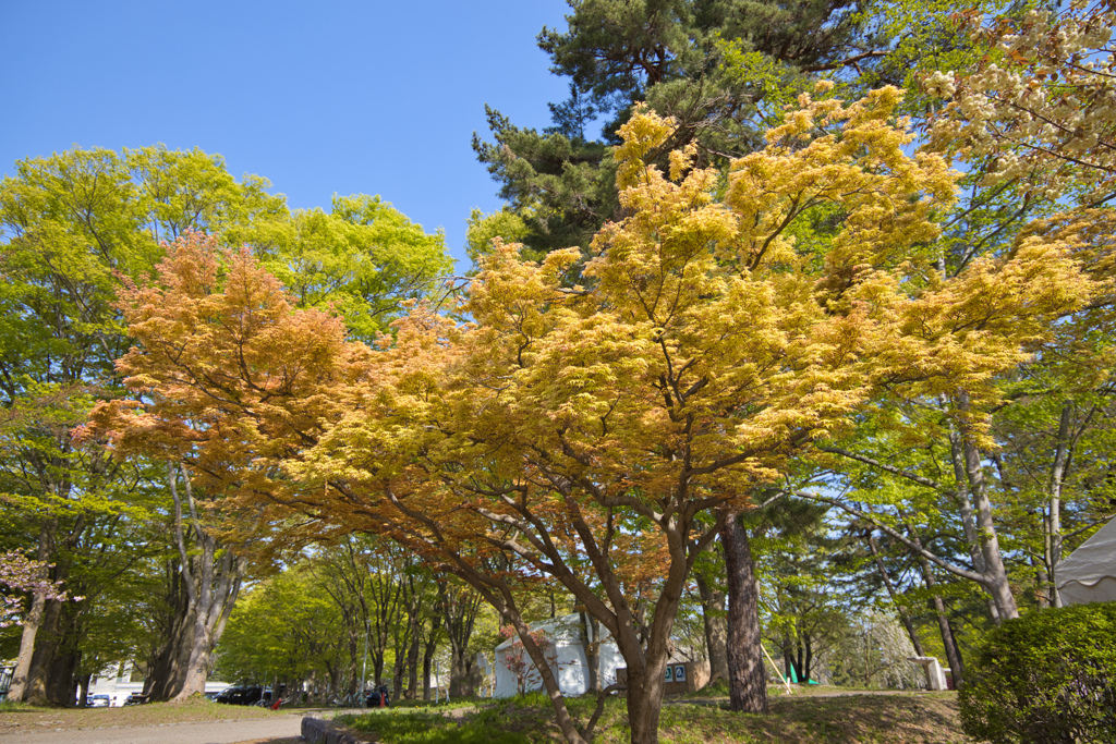 春紅葉