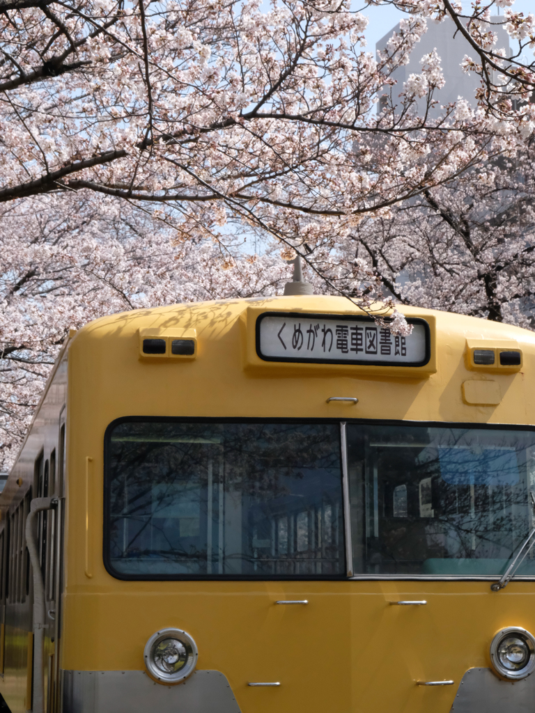 くめがわ電車図書館と桜