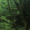 千年の森