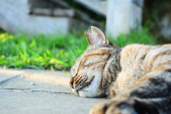 猫