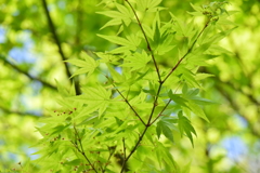 透き通る葉