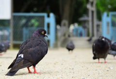 鳩