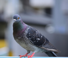 鳩