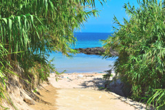 海