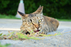 猫