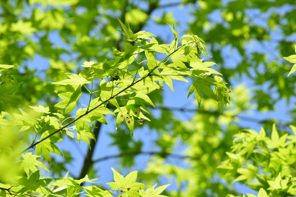 いい色の葉っぱをみつけました