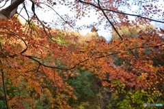 紅染まる