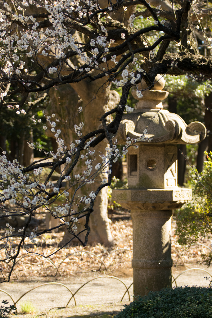 梅の花と石灯篭