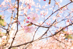 青空と寒桜2